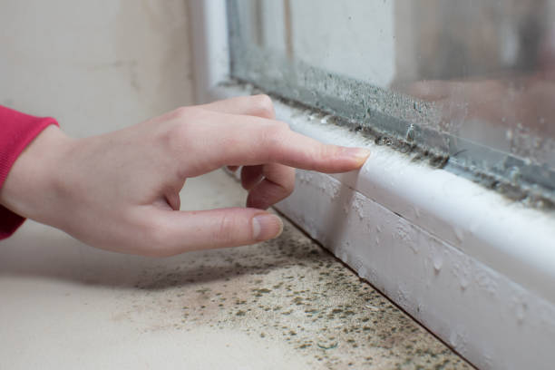 Best Water Damage & Mold Remediation  in Florence, AL