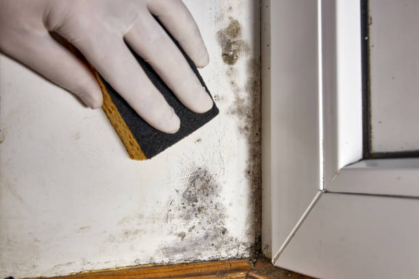 Florence, AL Mold Removal Company